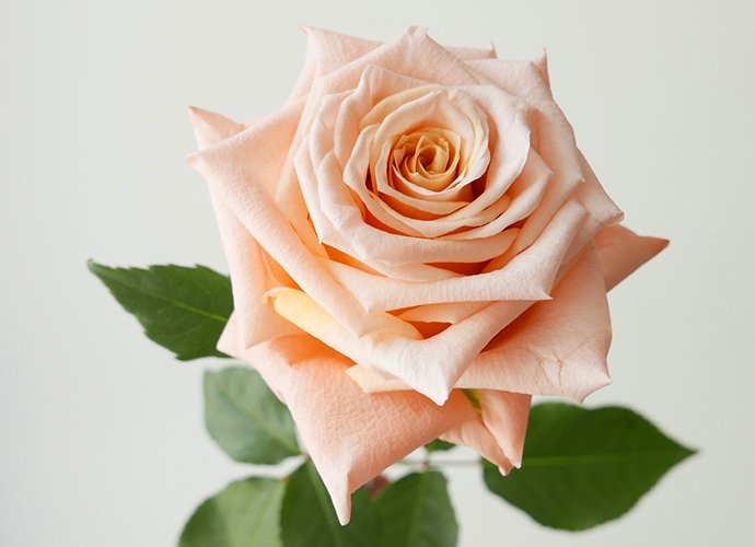 Photo de Emna Guizani