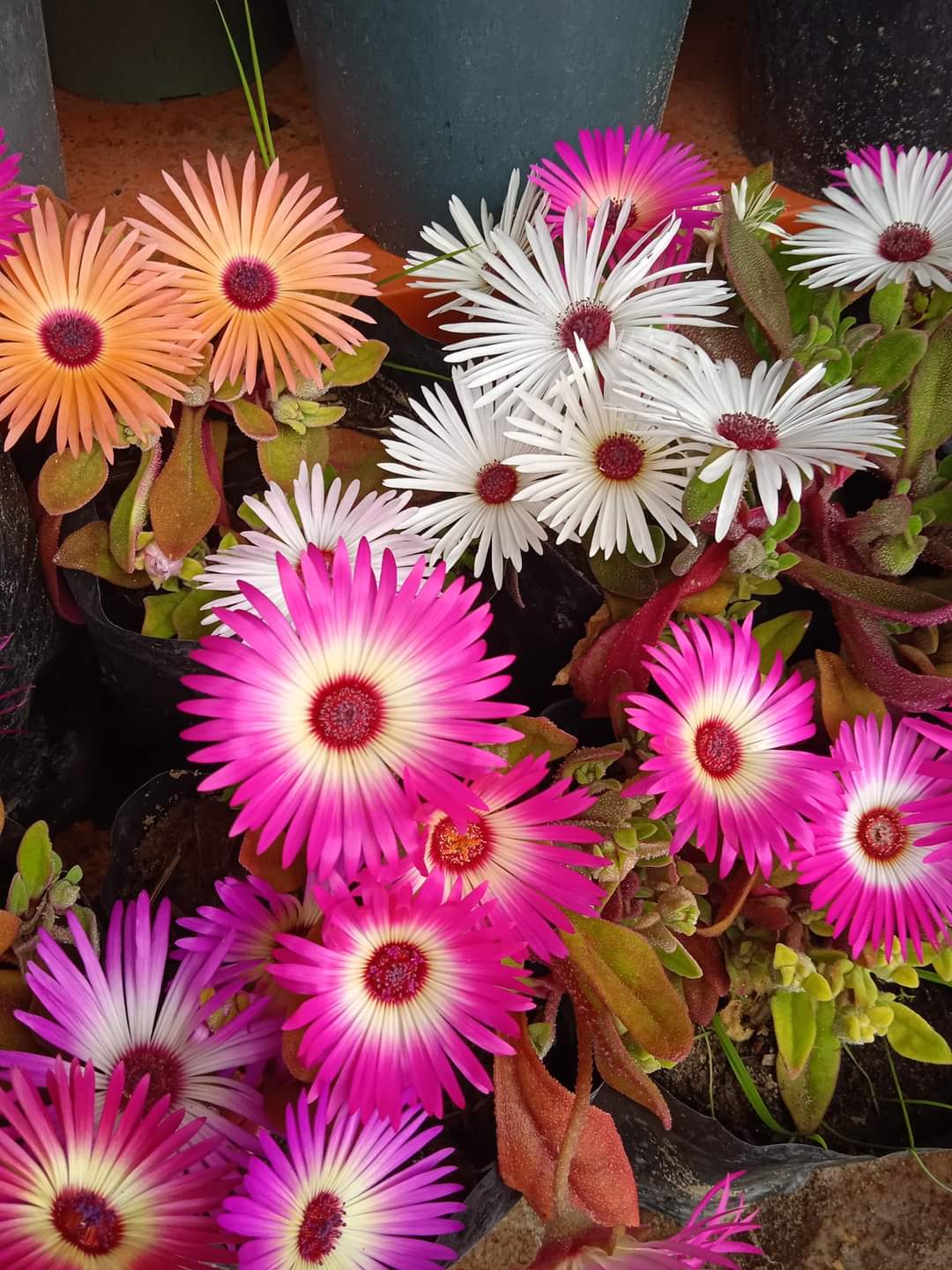 Photo de مريم قنوني