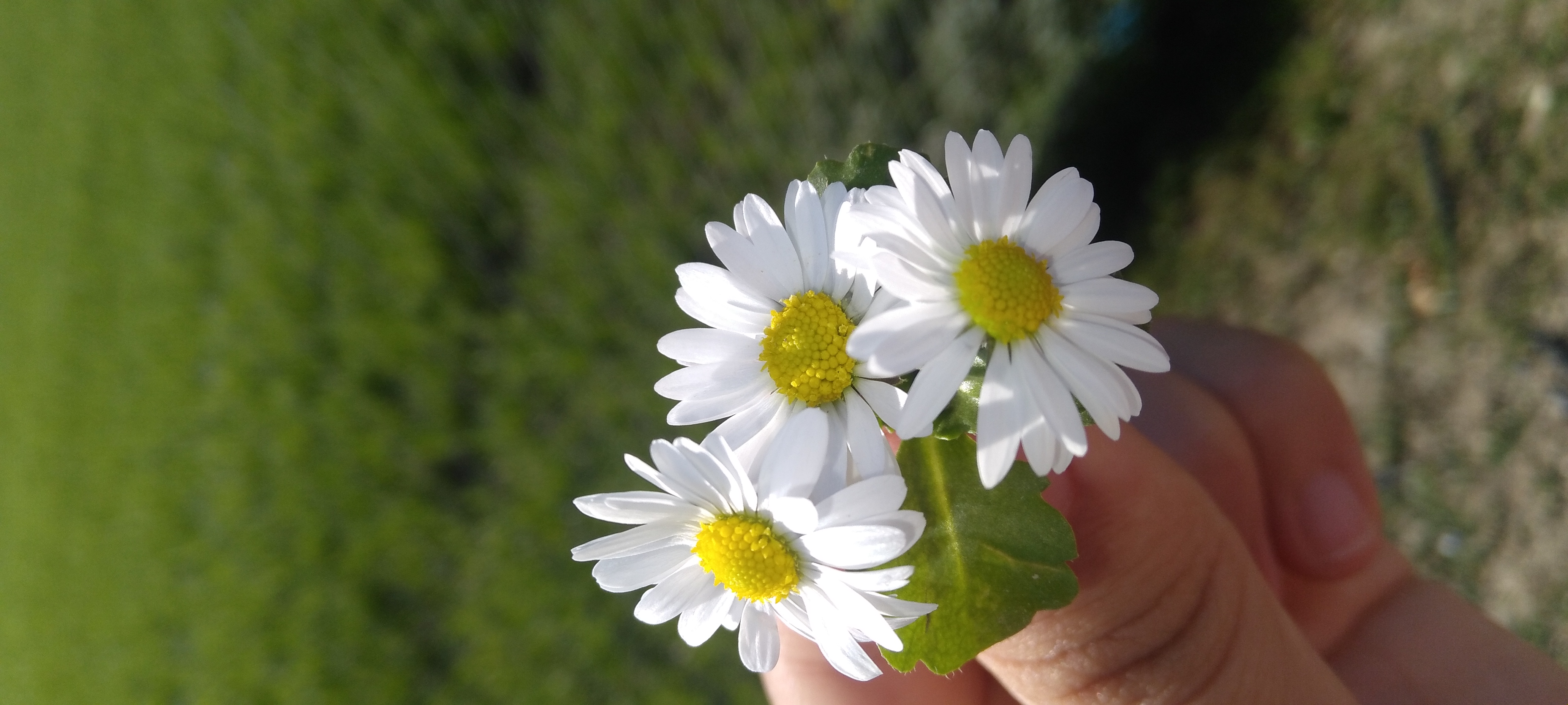 Photo de Bejaoui nouha