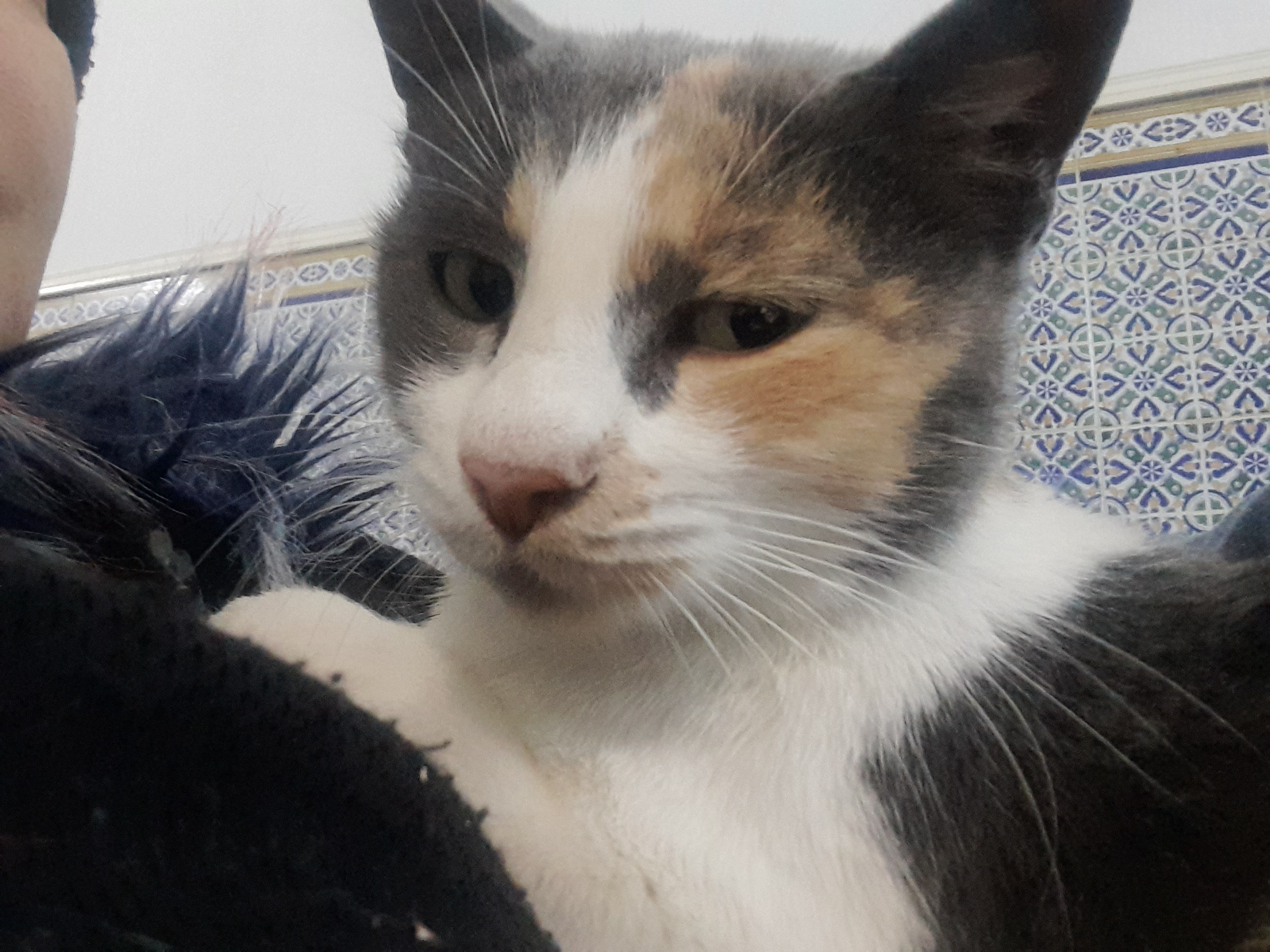 Photo de Ikbel bougadida