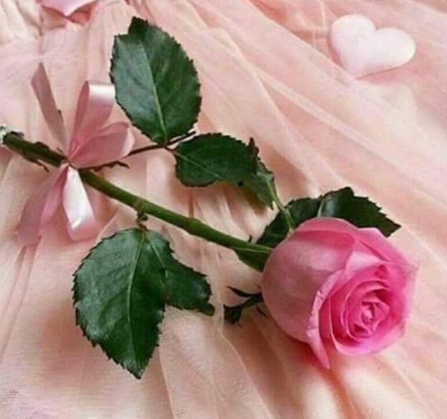 Photo de Islem ajlani